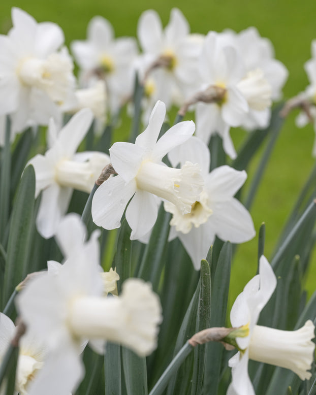Narcissus 'Watch Up'
