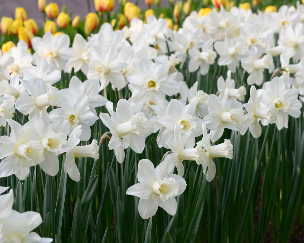 Narcissus 'Watch Up'