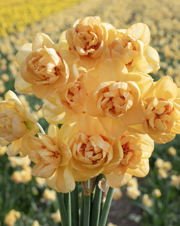 Narcissus 'Waylon'