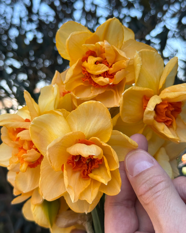 Narcissus 'Waylon'
