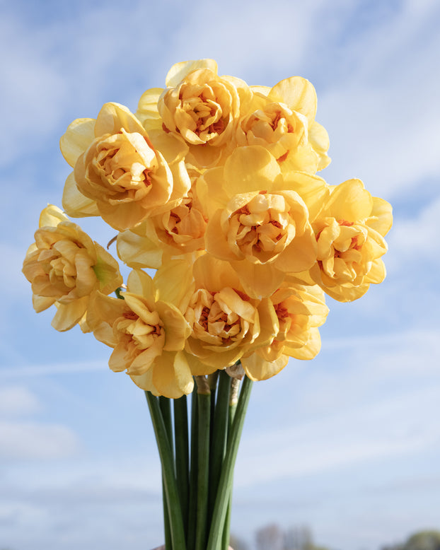 Narcissus 'Waylon'