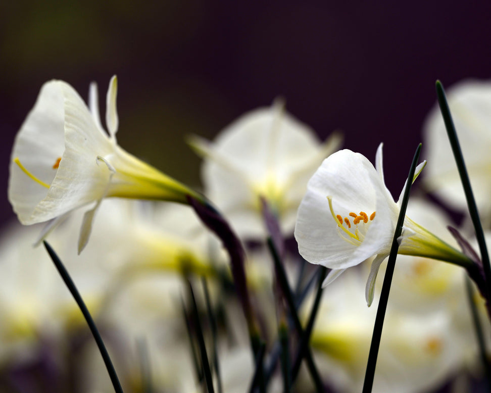 Narcissus 'White Petticoat'