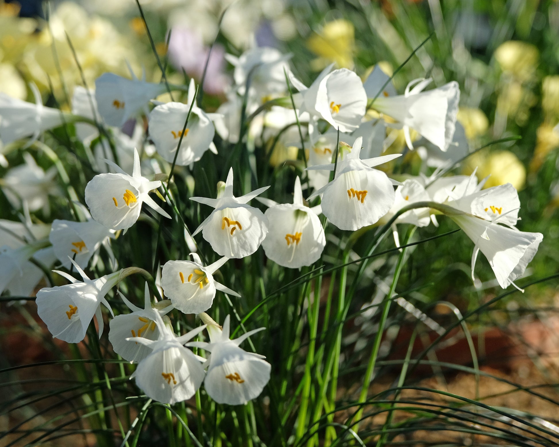 Narcissus bulbocodium 'White Petticoat' bulbs | Buy online at Farmer ...
