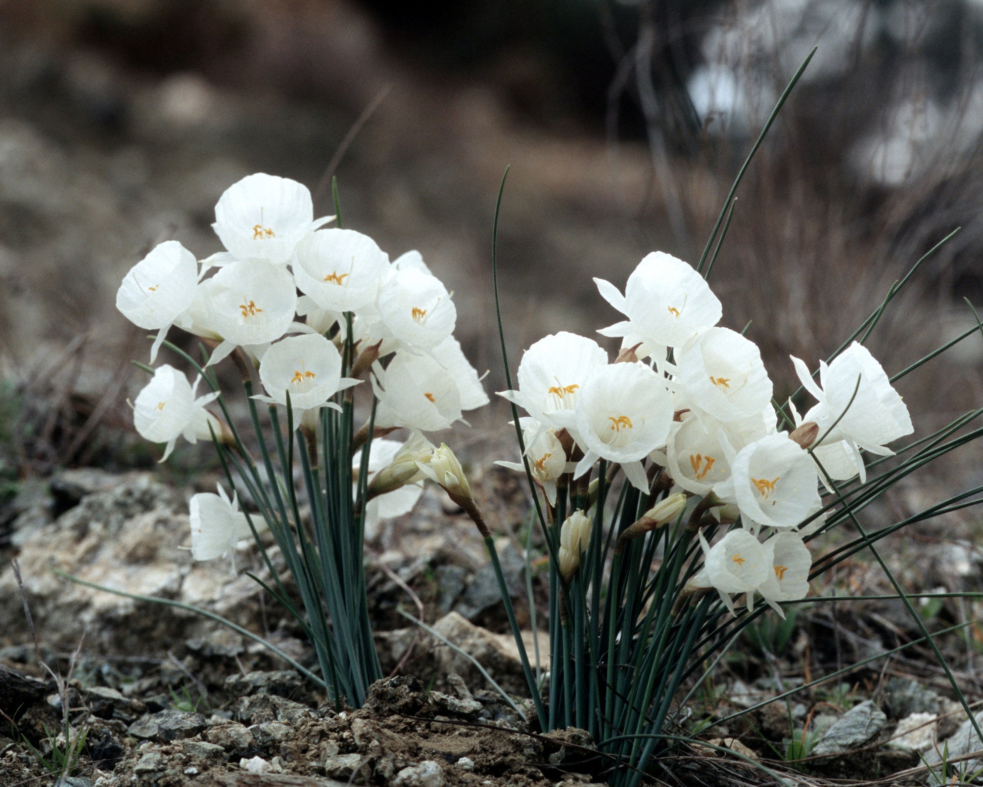 Narcissus bulbocodium 'White Petticoat' bulbs | Buy online at Farmer ...