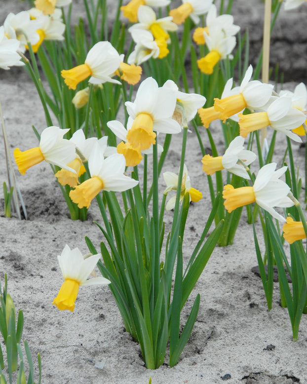 Narcissus 'Winter Waltz'