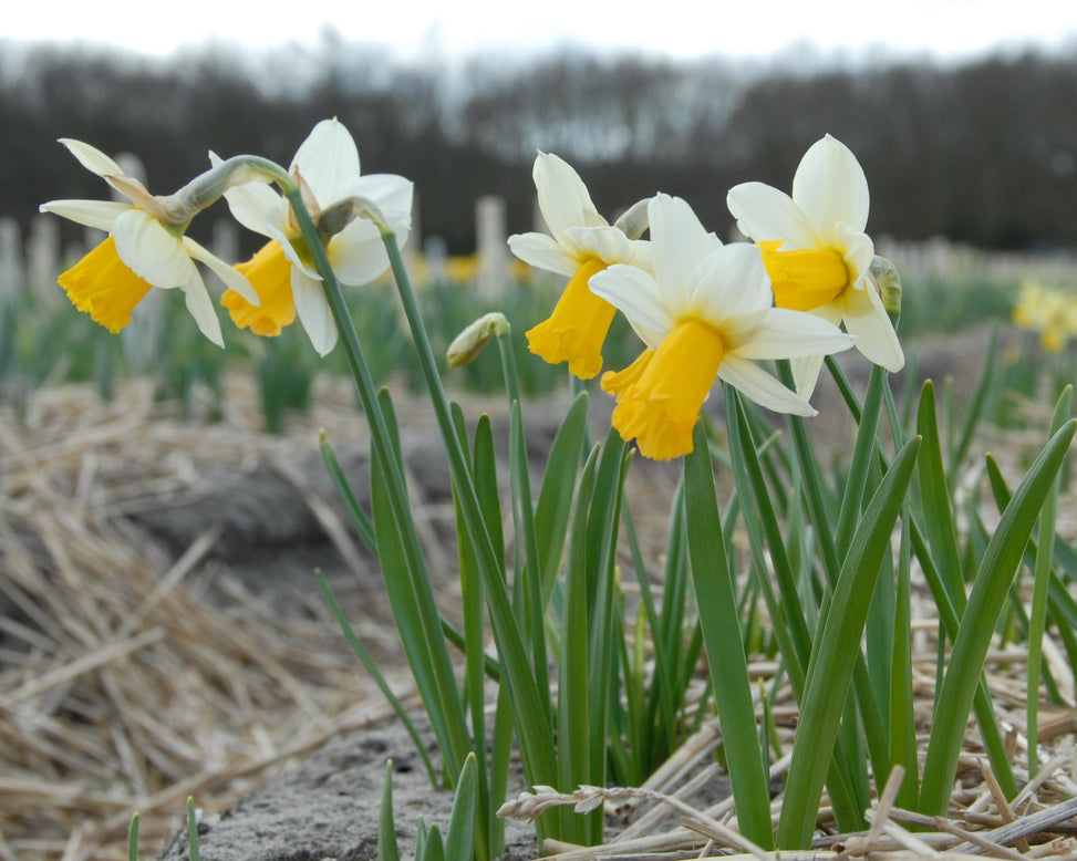 Narcissus 'Winter Waltz'
