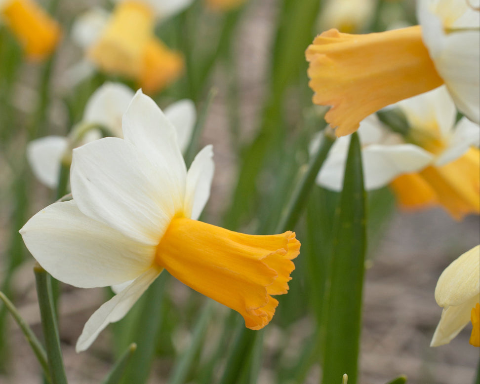Narcissus 'Winter Waltz'