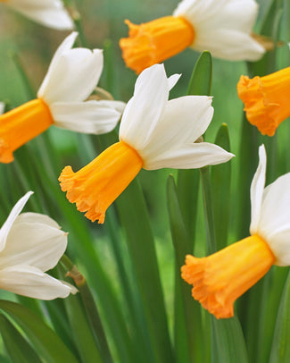 Narcissus 'Winter Waltz'