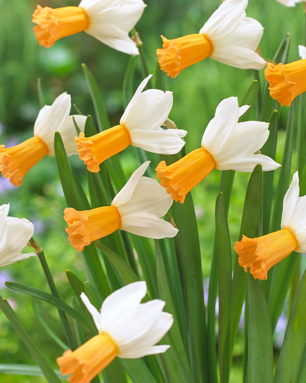 Narcissus 'Winter Waltz'