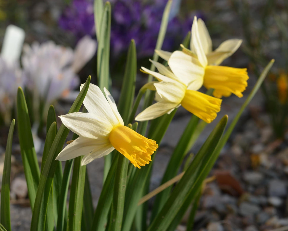 Narcissus 'Winter Waltz'