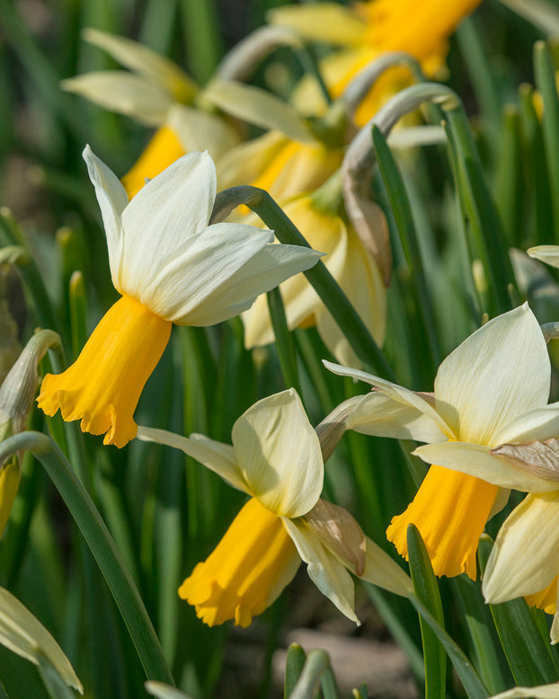 Narcissus 'Winter Waltz'