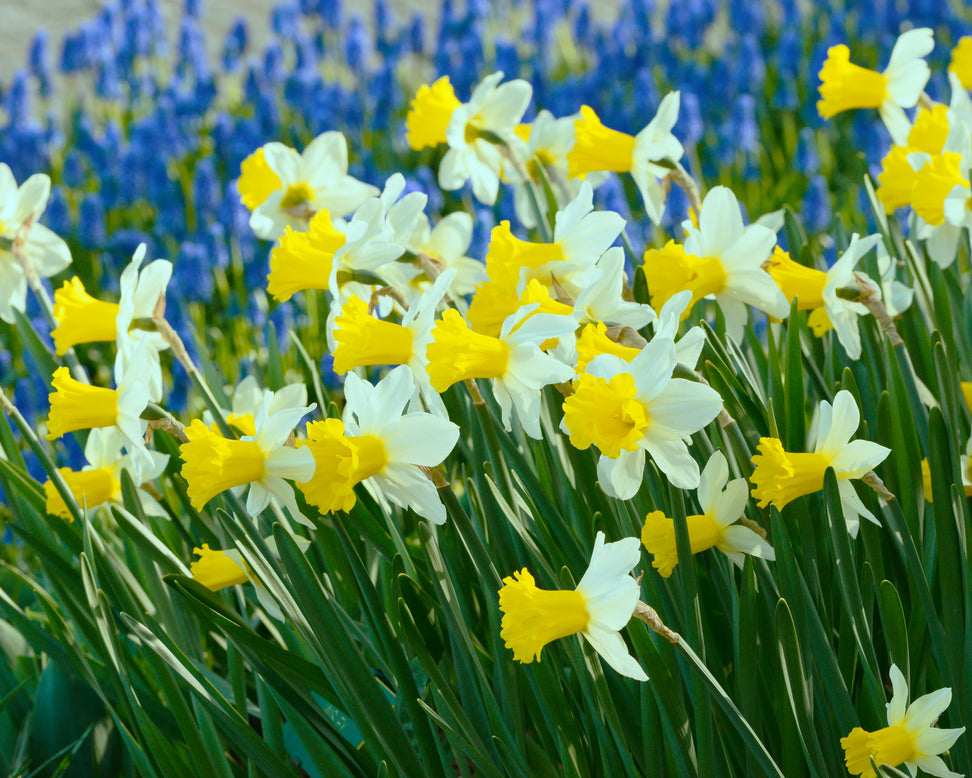Narcissus 'Wisley'