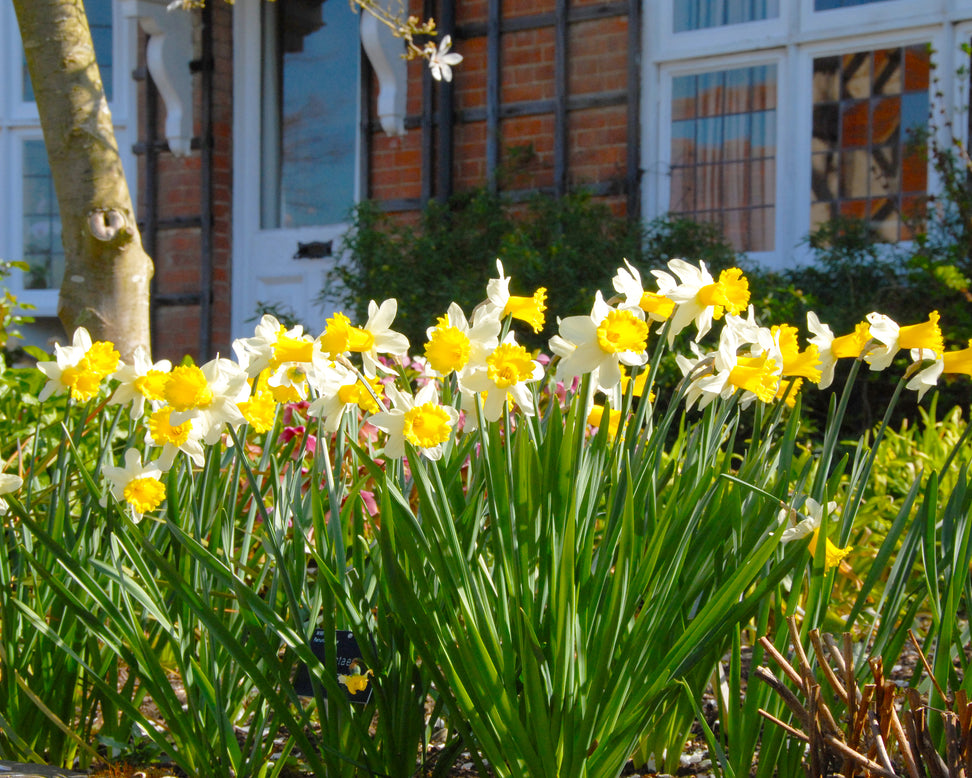Narcissus 'Wisley'