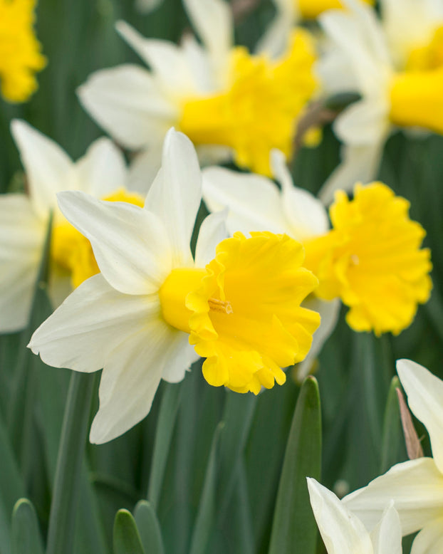 Narcissus 'Wisley'