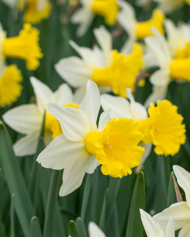 Narcissus 'Wisley'
