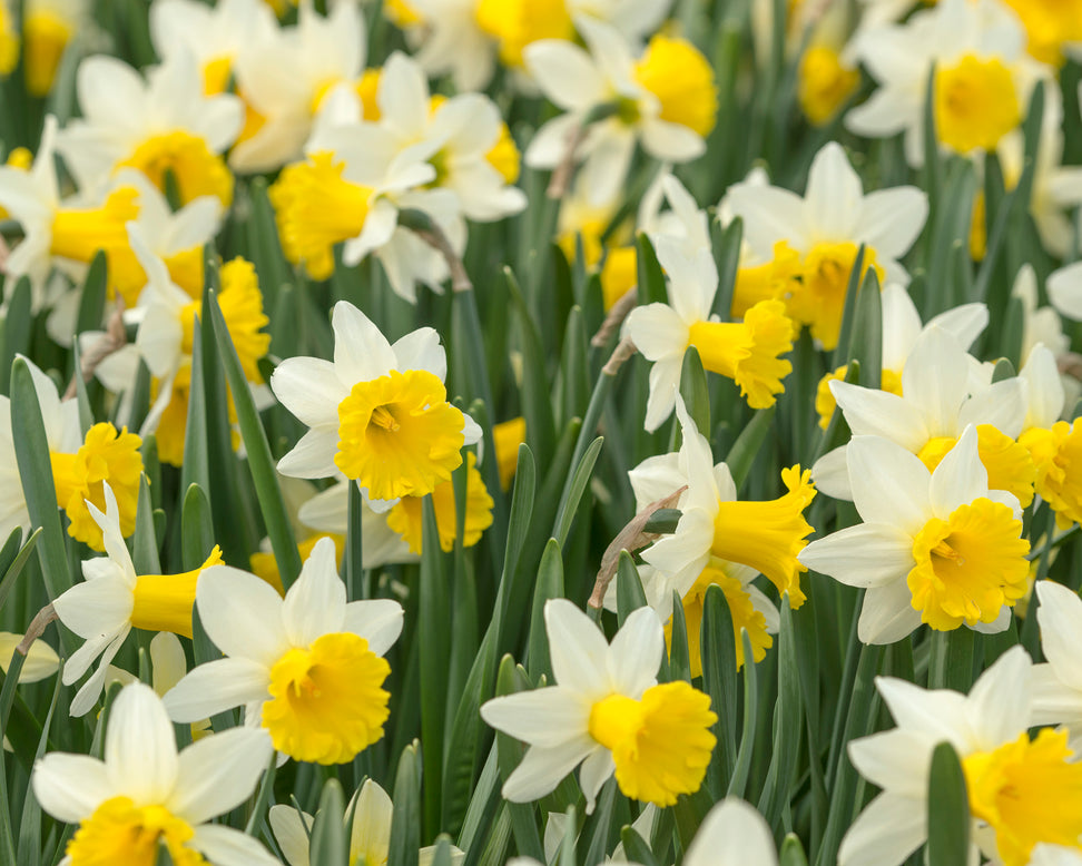 Narcissus 'Wisley'
