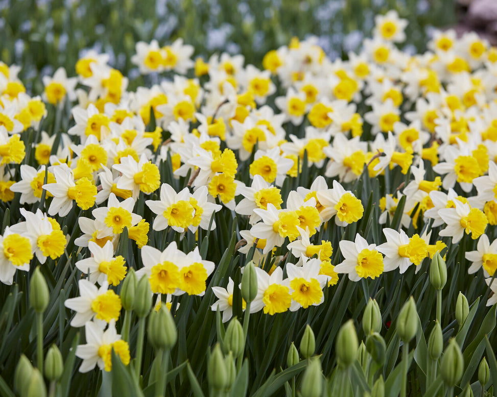 Narcissus 'Wisley'