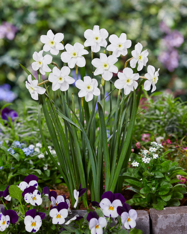 Narcissus 'Xit'