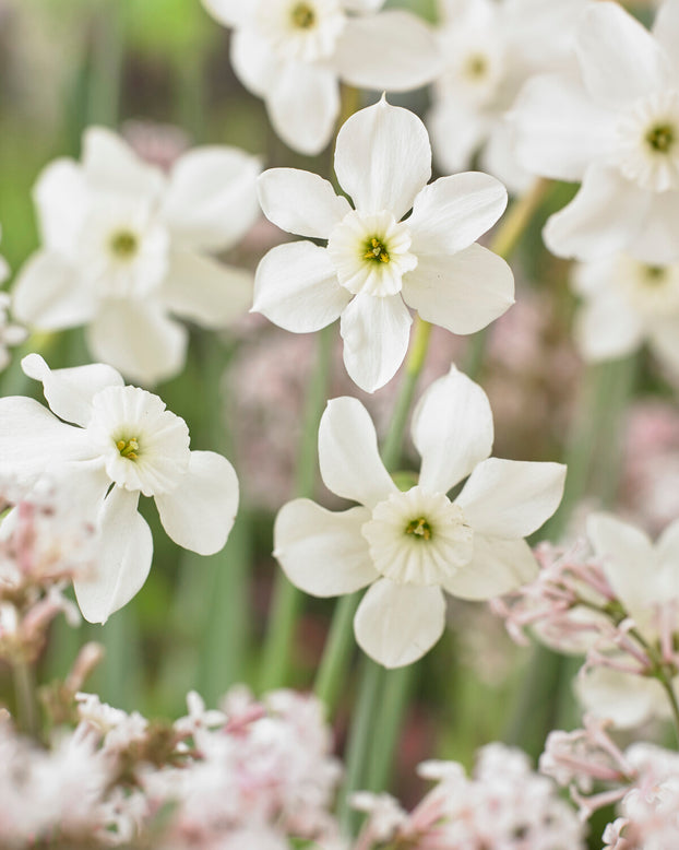 Narcissus 'Xit'