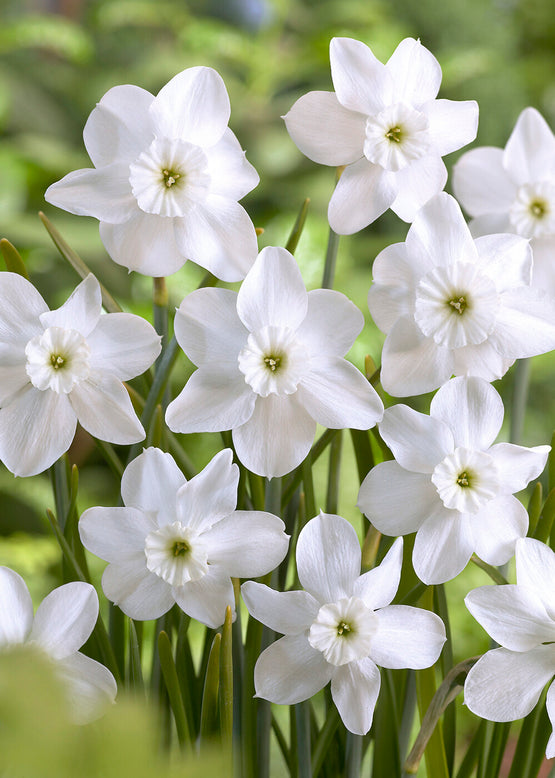 Narcissus 'Xit'