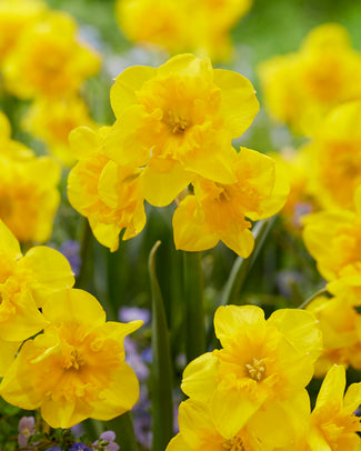 Narcissus 'Yellow Parrot'