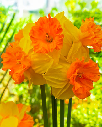 Narcissus 'Rockstar'