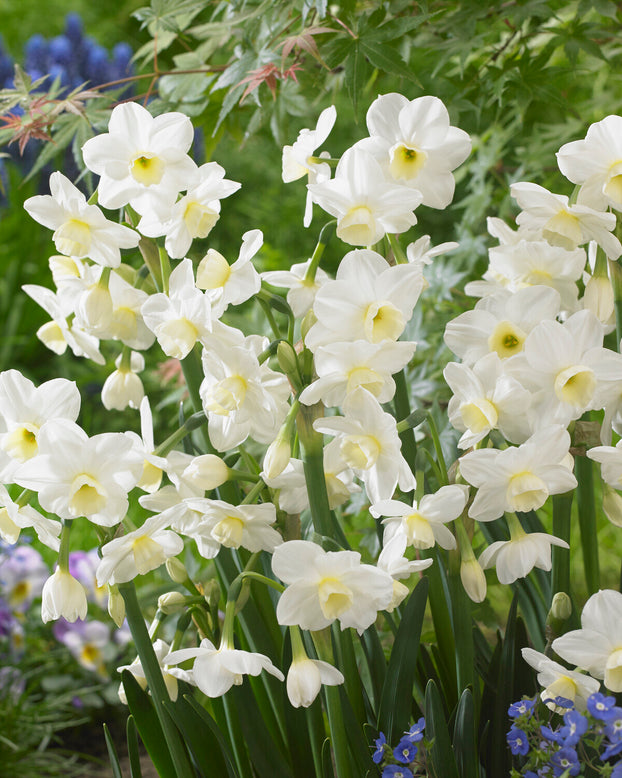 Narcissus 'Silver Chimes'