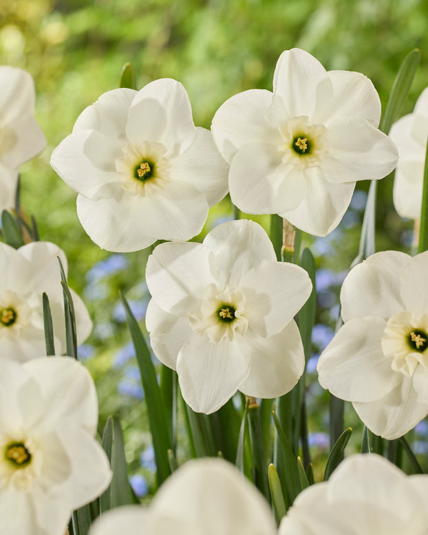 Narcissus 'Impreza'