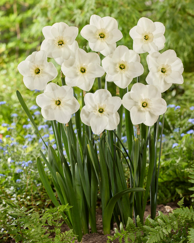 Narcissus 'Impreza'