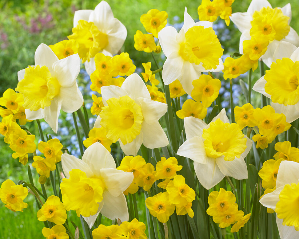 Narcissus 'Kokopelli'