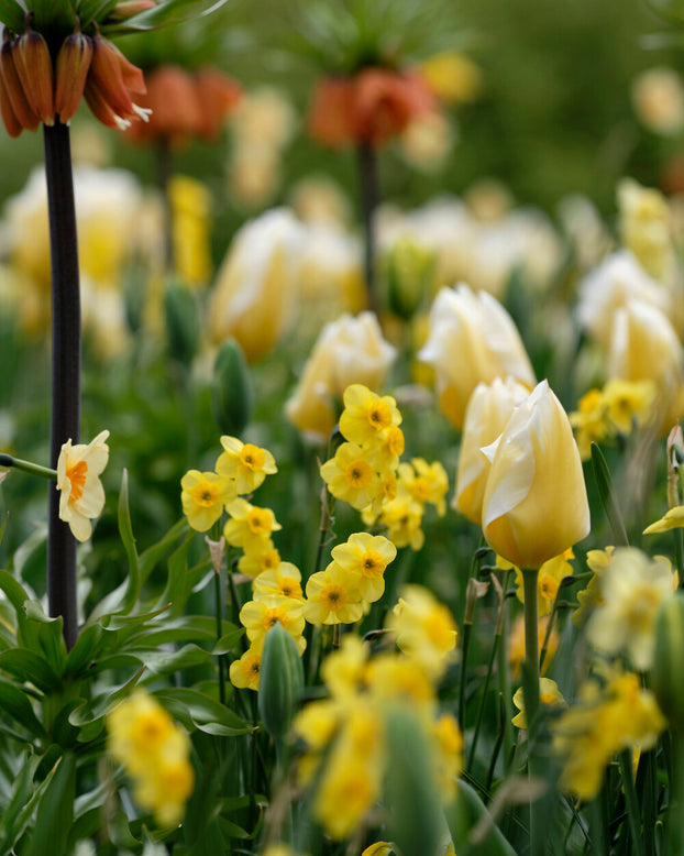 Narcissus 'Kokopelli'