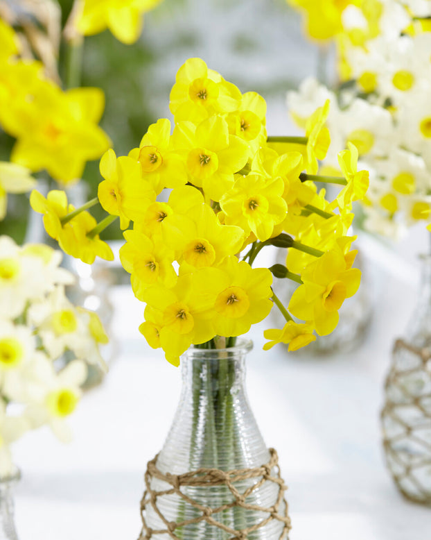 Narcissus 'Kokopelli'