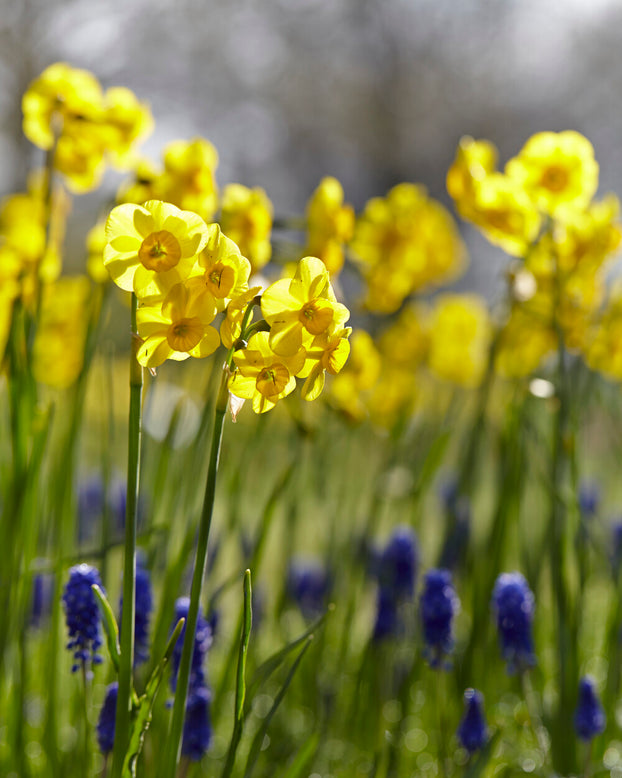 Narcissus 'Kokopelli'