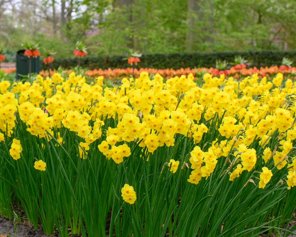 Narcissus 'Kokopelli'