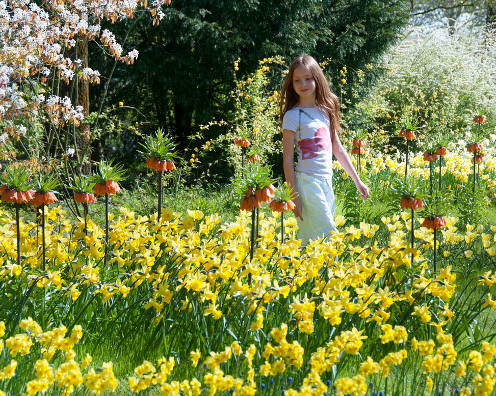 Narcissus 'Kokopelli'