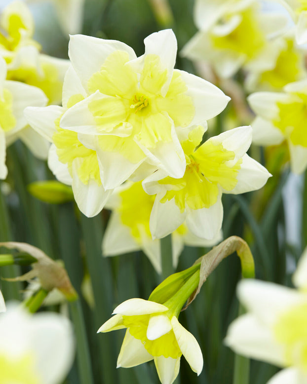 Narcissus 'Prom Dance'