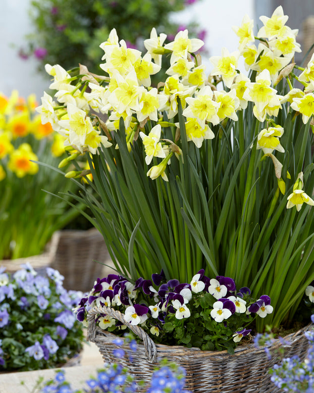 Narcissus 'Prom Dance'