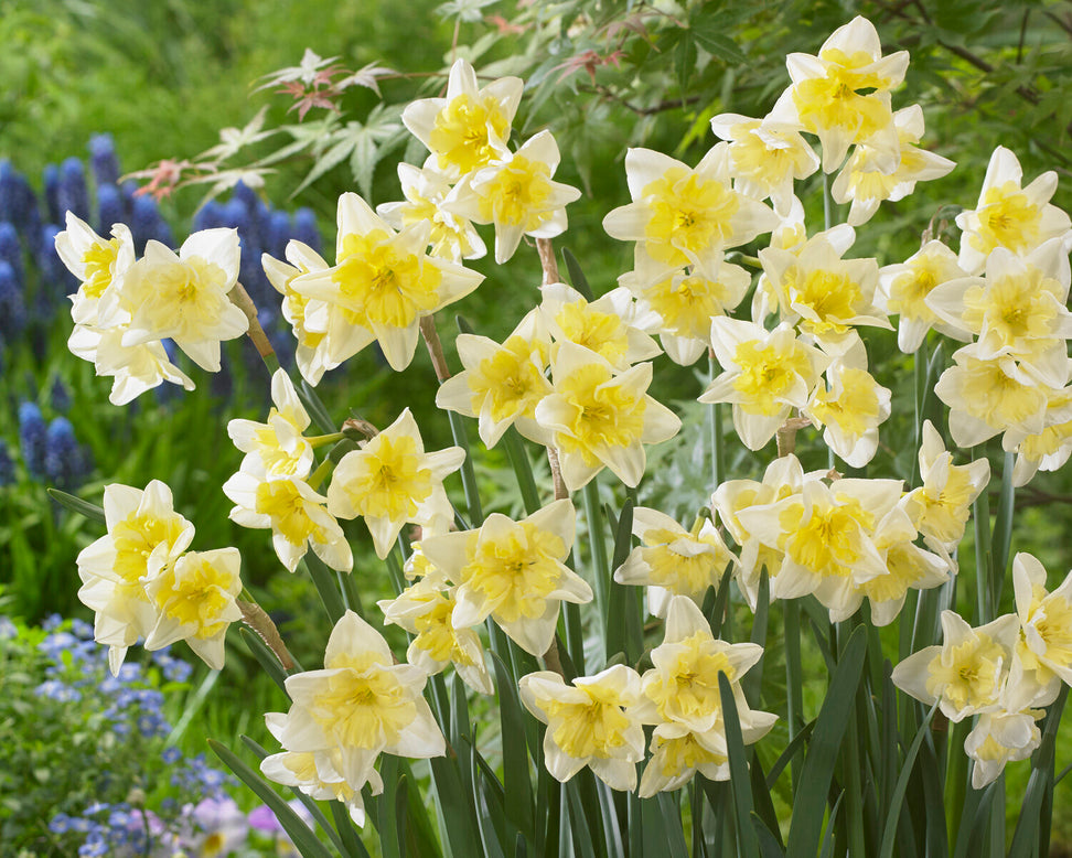 Narcissus 'Prom Dance'
