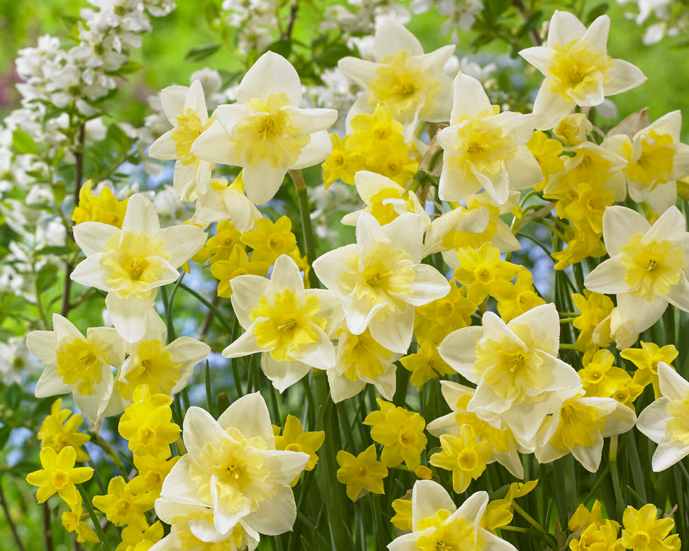 Narcissus 'Prom Dance'