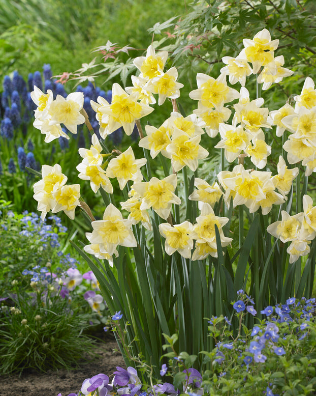 Narcissus 'Prom Dance'