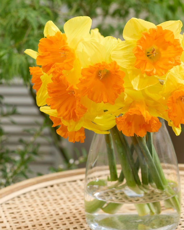 Narcissus 'Rockstar'