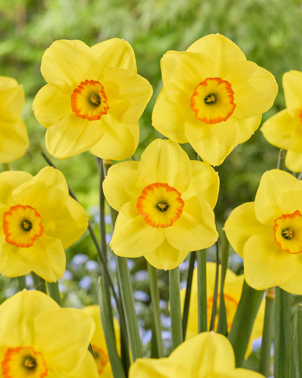 Narcissus 'Shangani'