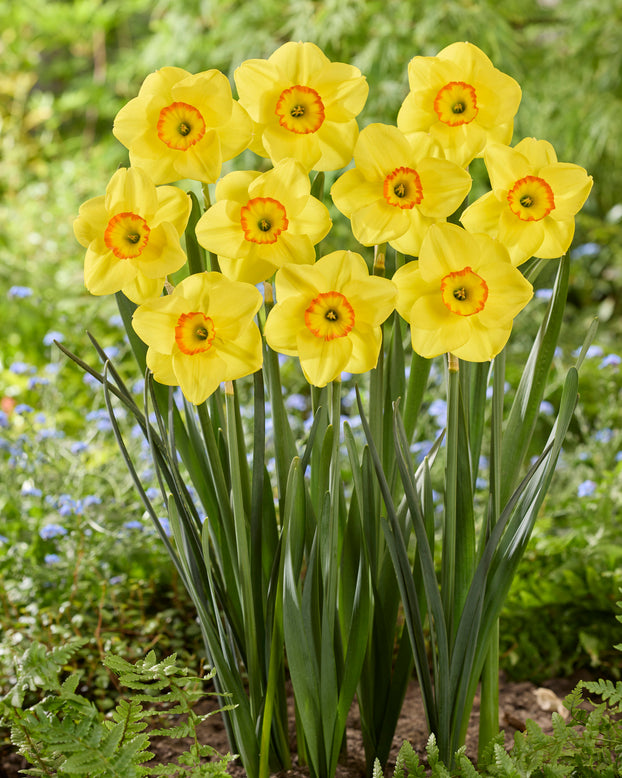 Narcissus 'Shangani'