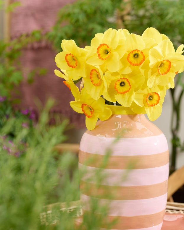 Narcissus 'Shangani'