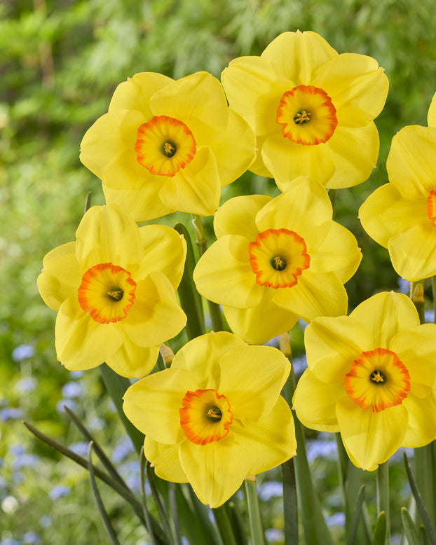 Narcissus 'Shangani'