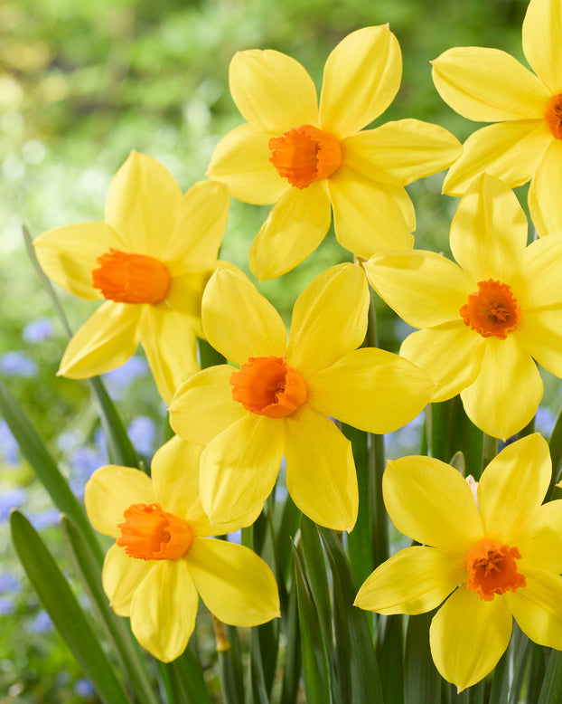 Narcissus 'Spinner'