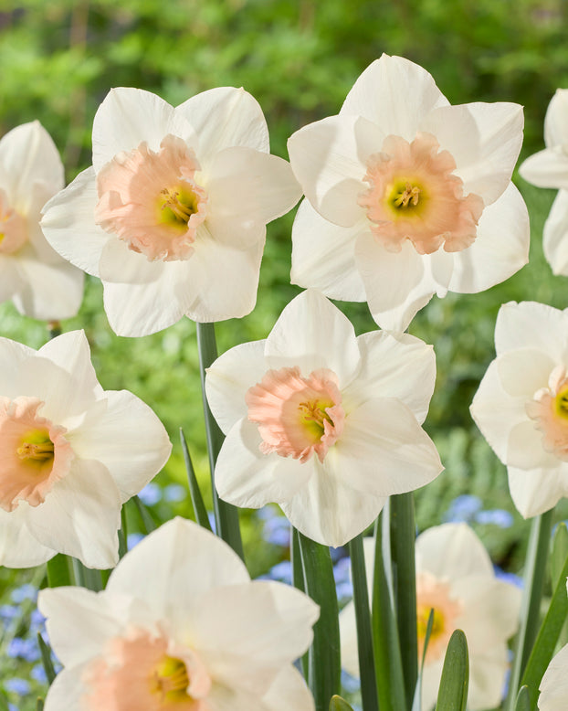 Narcissus 'Sweetest Dream'