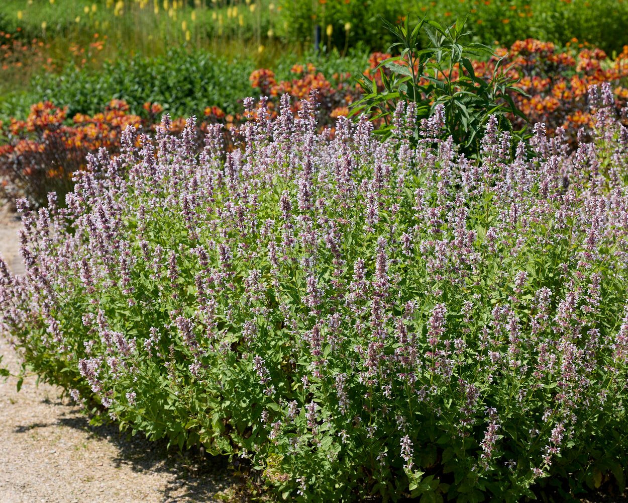 Nepeta grandiflora 'Dawn to Dusk' bare roots | Buy catmint online at ...