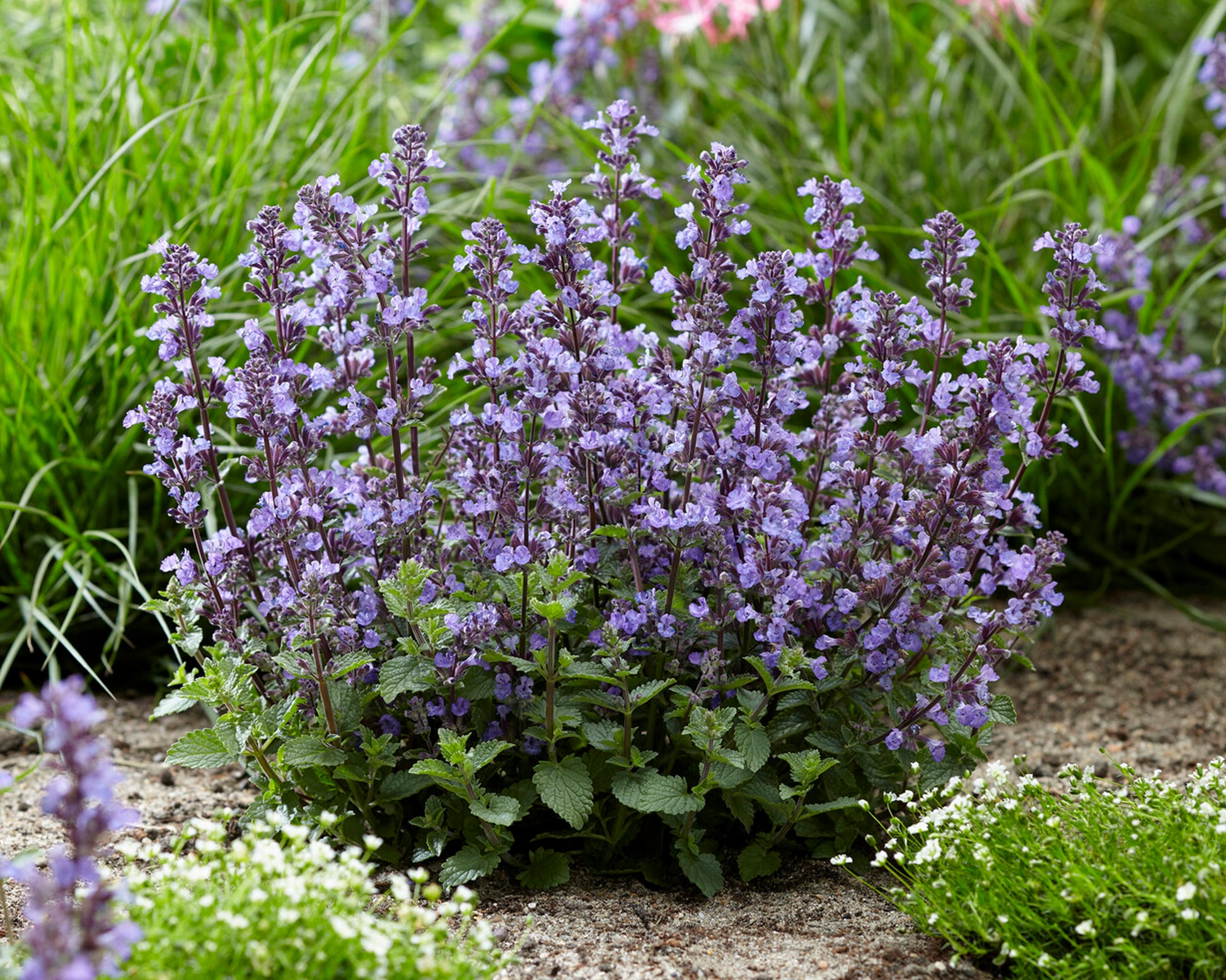 Nepeta Purrsian Blue garden Catmint Buy Online At Farmer Gracy UK Nepeta Purrsian Blue garden Catmint Buy Online At Farmer Gracy UK