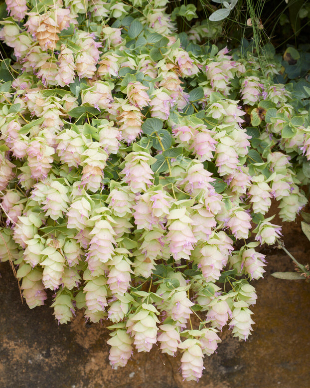 Origanum 'Kent Beauty'